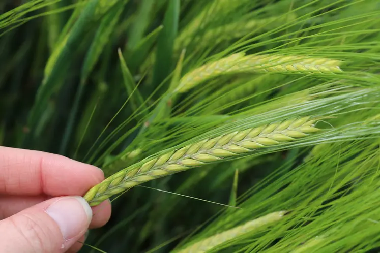 <em class="placeholder">La variété d'orge de printemps RGT Planet voit arriver la concurrence avec les orges Sting et LG Allegro.</em>