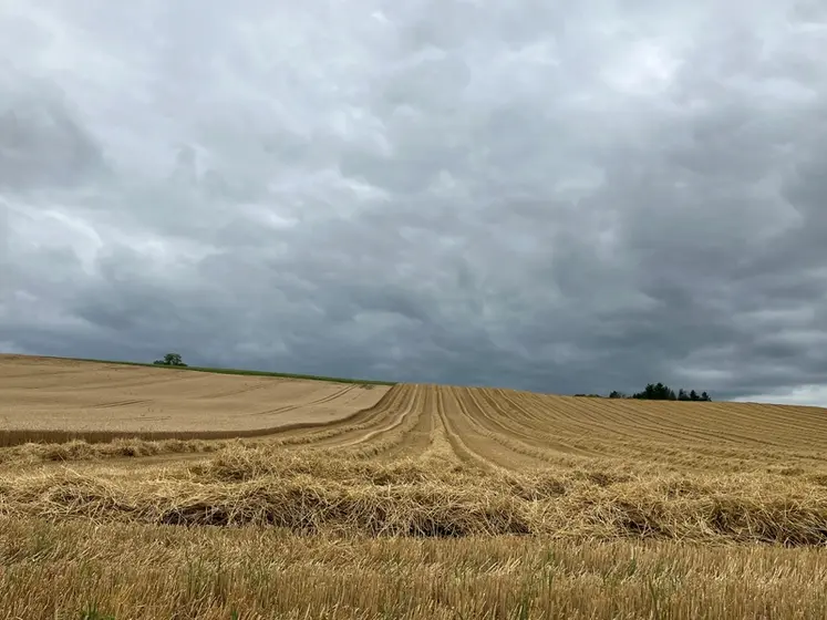 <em class="placeholder">Parcelle de blé à moitié récoltée avec un orage menaçant. </em>