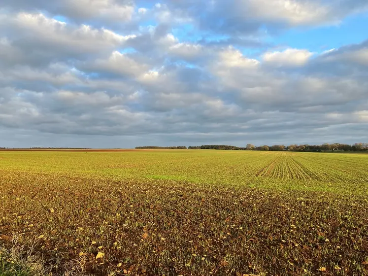 <em class="placeholder">Parcelle semée en grandes cultures en novembre dans les Deux-Sèvres.</em>