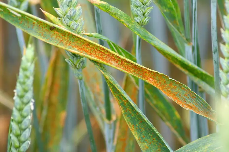 <em class="placeholder">Rouille brune sur blé. Maladie des céréales due à un champignon pathogène. pustules sur feuilles. épis. épiaison. symptômes.</em>