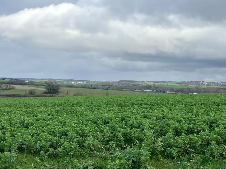 Parcelle de fèverole en Charente.