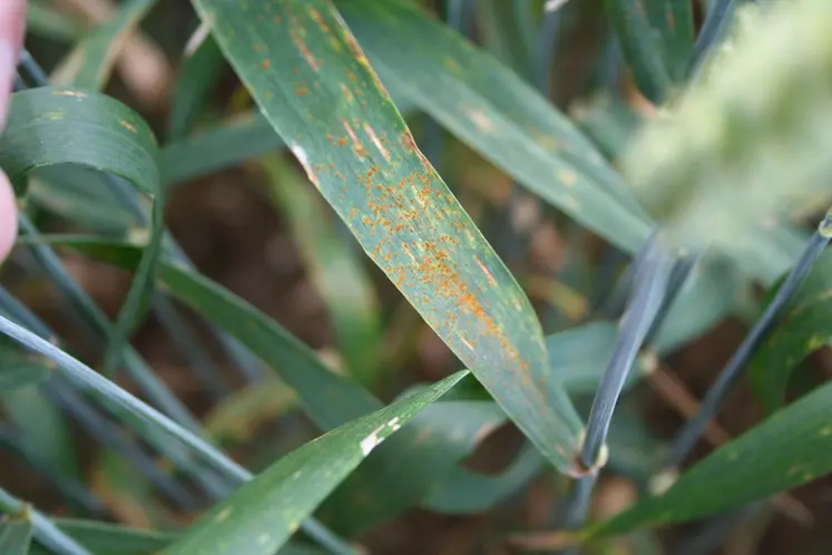 <em class="placeholder">IMG_7115 / blé tendre, maladie foliaire, champignon pathogène, rouille brune, Puccinia recondita, pustules sur feuille, symptômes, spores</em>
