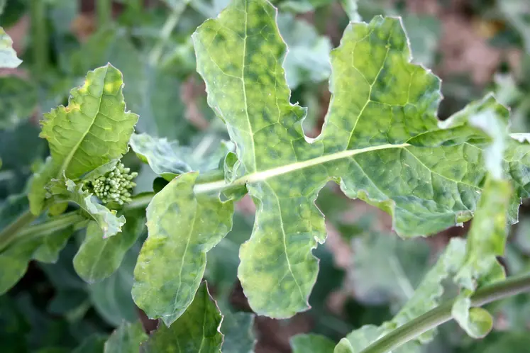 <em class="placeholder">Carence en soufre sur colza entraînant une réduction de la fertilité. symptômes sur feuille. taches jaunes. marbrures. réduction possible du rendement de 8 a 10 quintaux ...</em>