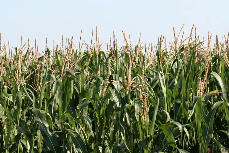 <em class="placeholder">Floraison du maïs, stade sensible dans le développement de la plante,  avec une forte sensibilité au stress hydrique.   Besoin important en eau. Inflorescence mâle.</em>