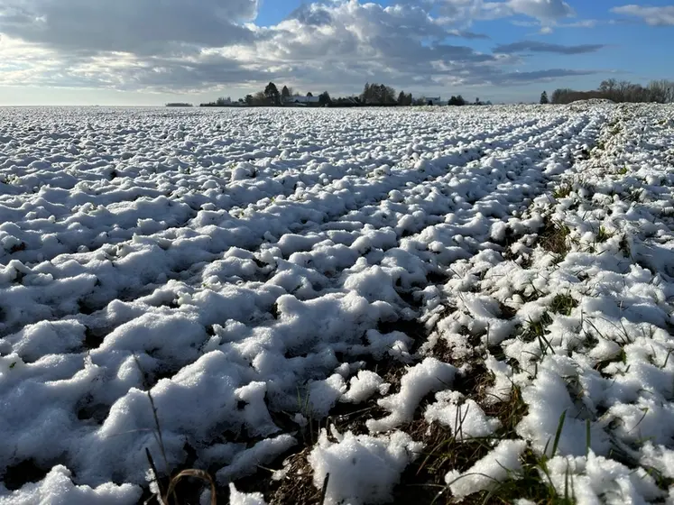 <em class="placeholder">Episode neigeux en janvier, parcelle de céréales recouverte de neige.
</em>