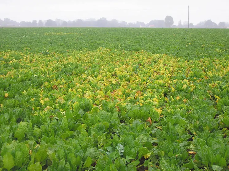 <em class="placeholder">Les pucerons vecteurs de jaunisse de la betterave peuvent être combattus avec l'acétamipride en Belgique.</em>