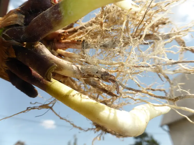 <em class="placeholder">Racine de maïs après une attaque de larves de chrysomèle.</em>