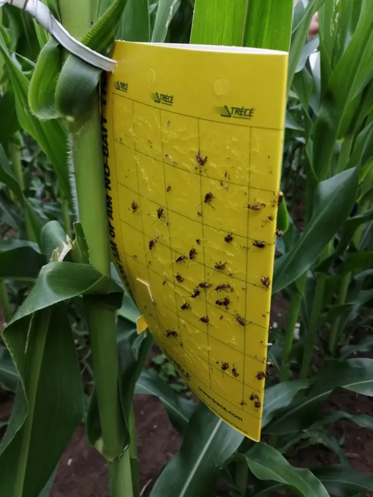 <em class="placeholder">Piège jaune englué d'adultes de chrysomèle.</em>