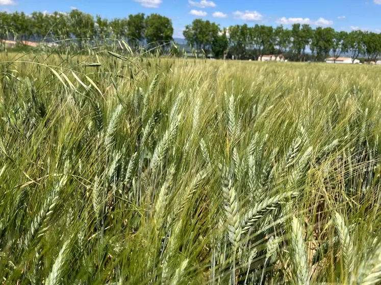 <em class="placeholder">Parcelle de blé dur dans le Sud-Est.</em>