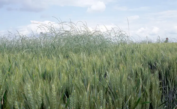 <em class="placeholder">Cultures / céréales / adventices / graminées / ray-grass</em>