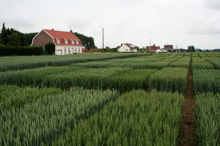 <em class="placeholder">I M G _ 3 7 8 7 / variétés de blé tendre, essai, parcelle, expérimentation, collection variétale, parcelles d'essais du semencier  Florimond-Desprez</em>