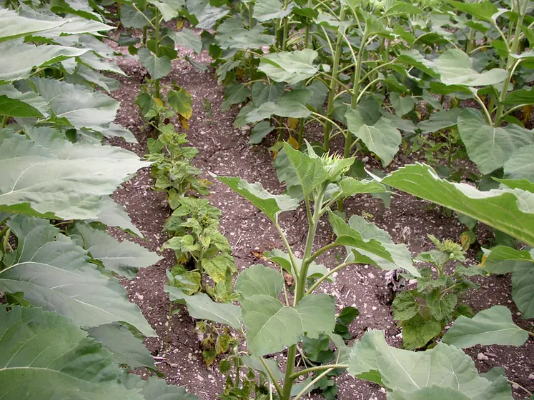 <em class="placeholder">Symptômes de mildiou sur tournesol :  nanisme.</em>