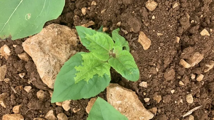 <em class="placeholder">Symptômes de mildiou sur feuilles de de tournesol : décoloration.</em>