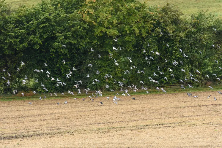 <em class="placeholder">septembre 2021, plaine de Versailles. Pigeons dans une parcelle en zone périurbaine</em>