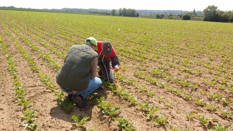 <em class="placeholder">L'insecticide Verseon sera utilisable à partir du stade première paire de feuille visible de la betterave et dans des situations de plus de 10 % de plants infestés par des ...</em>