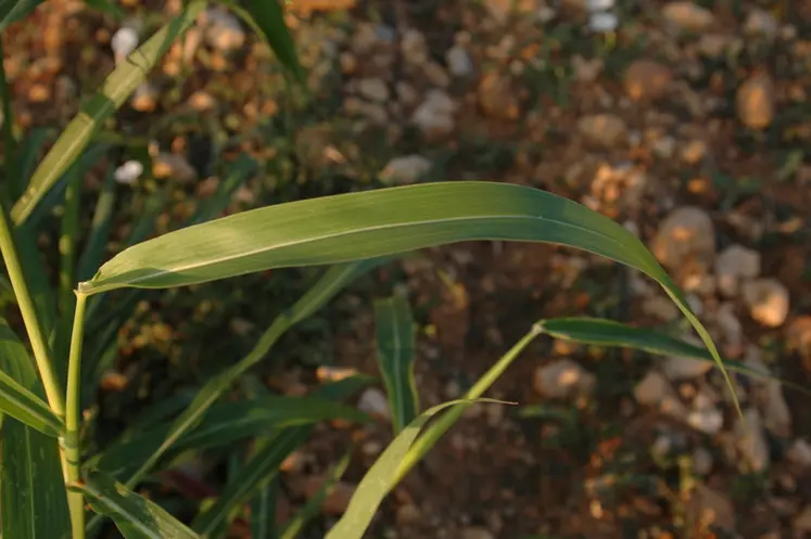 <em class="placeholder">La nervure centrale est bien visible et la ligule ciliée chez le sorgho d'Alep</em>