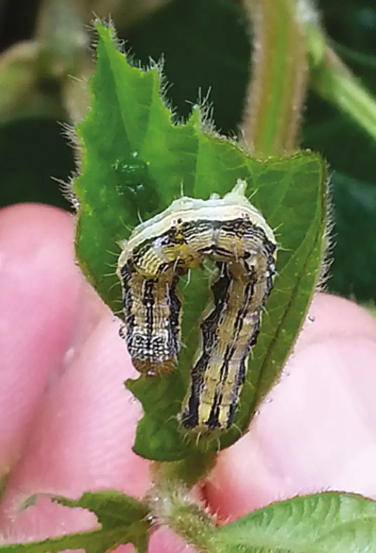 <em class="placeholder">Les chenilles d'héliothis consomment feuilles et gousses du soja.</em>