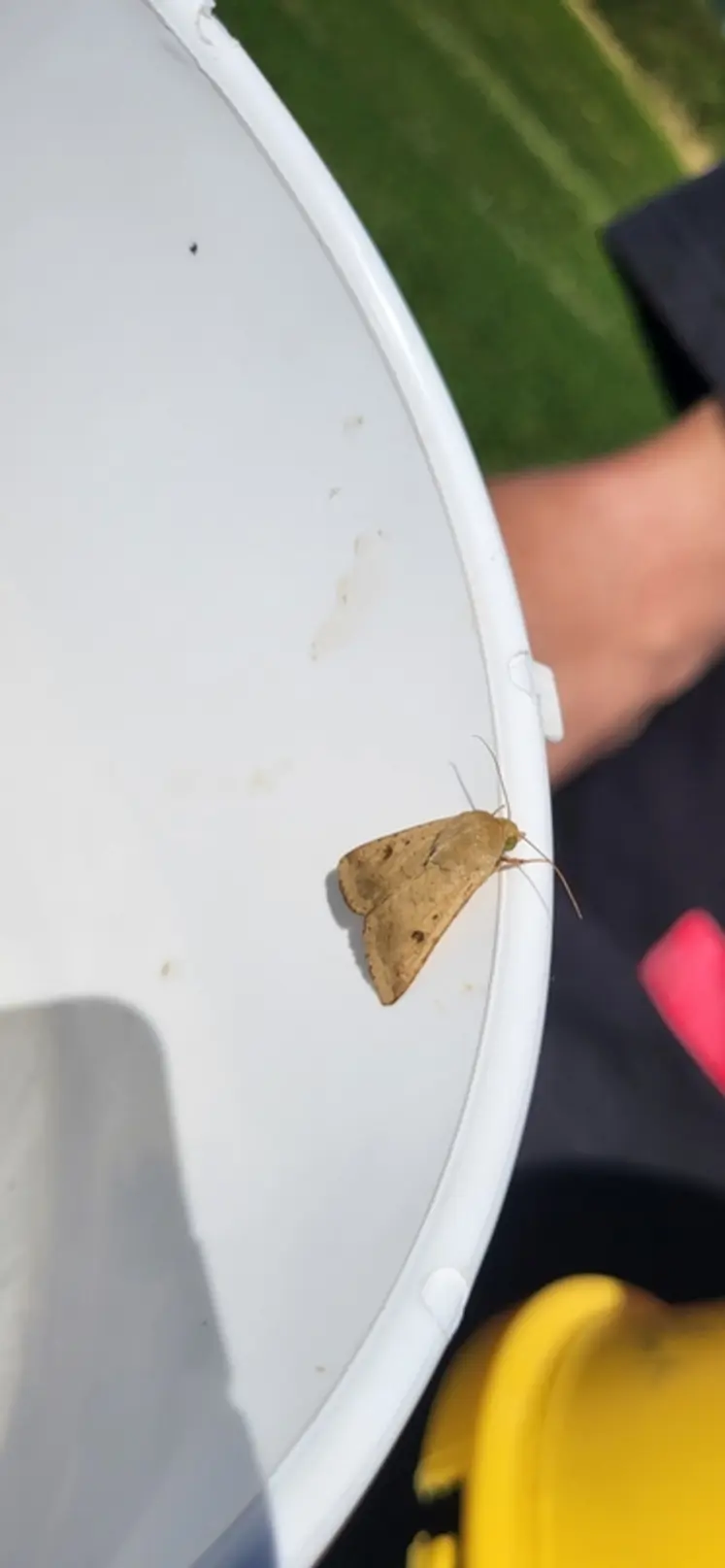 <em class="placeholder">Adulte d'héliothis, papillon nocturne et migrateur, avec des invasions certaines années dans le sud.</em>