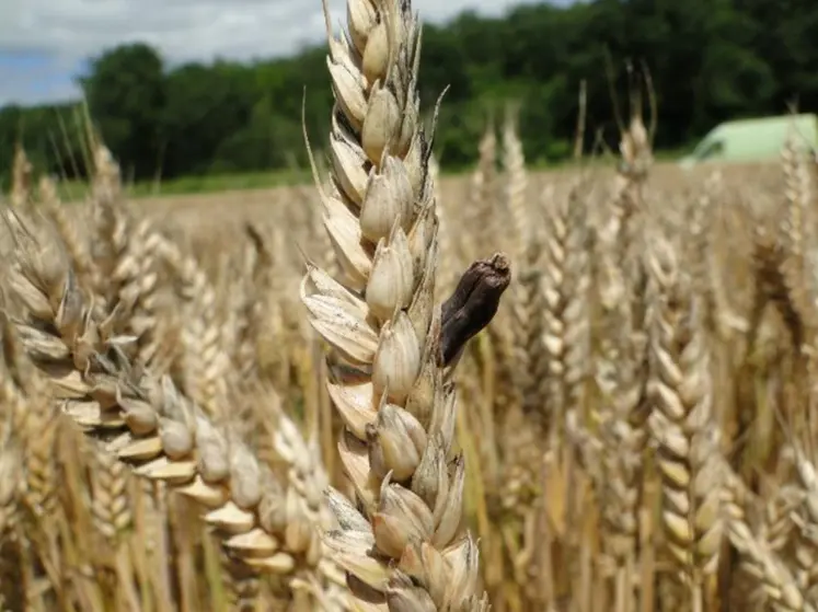 <em class="placeholder">Epi de blé avec sclérote d'ergot.</em>