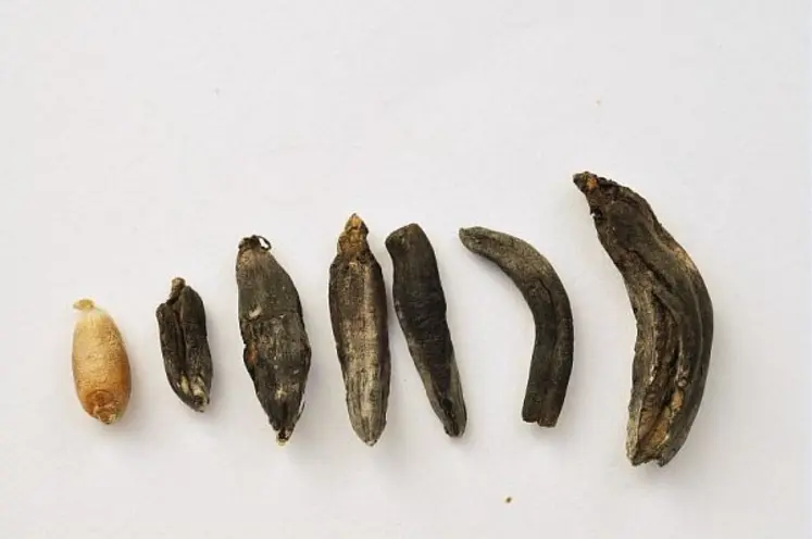 <em class="placeholder">Différents type de sclérotes d'ergot.</em>