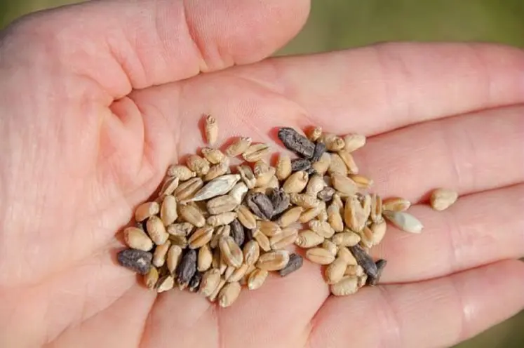 <em class="placeholder">Sclérotes d'ergot au milieu de grains de blé.</em>