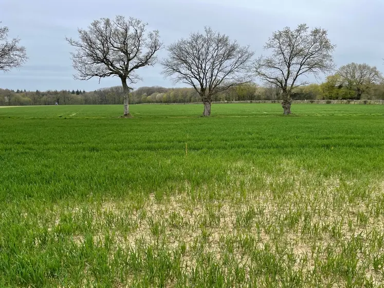 <em class="placeholder">Le manque de phosphore se traduit par des plantes chétives, un tallage réduit chez le blé.</em>