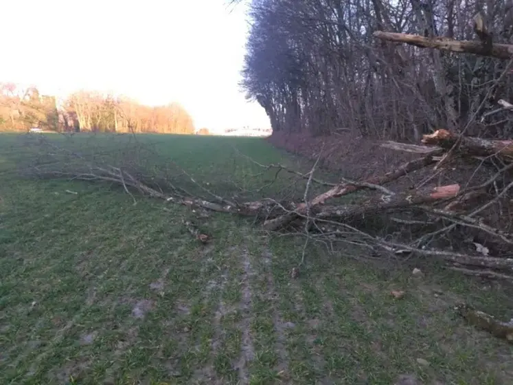 <em class="placeholder">Branches d'arbre d'une parcelle forestière tombées dans une parcelle agricole</em>