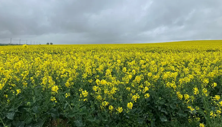 Parcelle de colza en fleur.