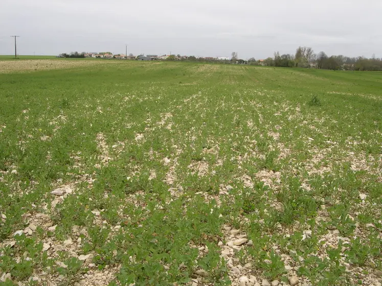 <em class="placeholder">Les carences en phosphore sur colza se traduisent par un retard de croissance des plantes.</em>