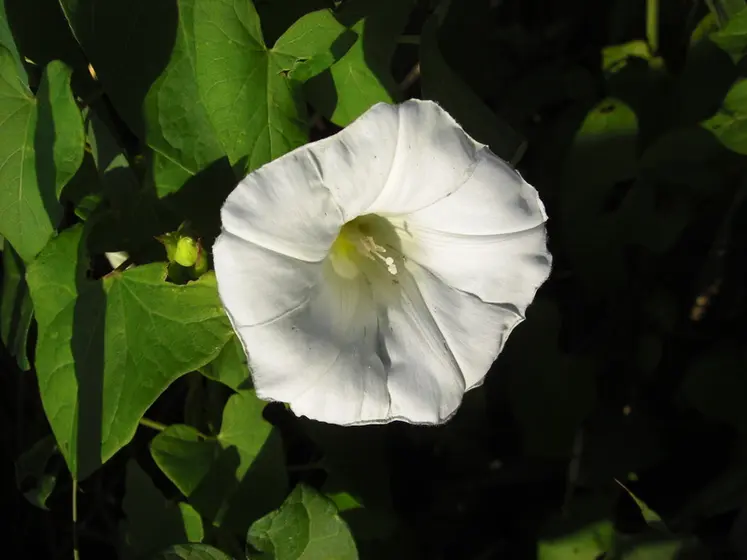 <em class="placeholder">Fleur de liseron. Mauvaise herbe nuisible aux cultures. Adventice dans plantes cultivées.</em>
