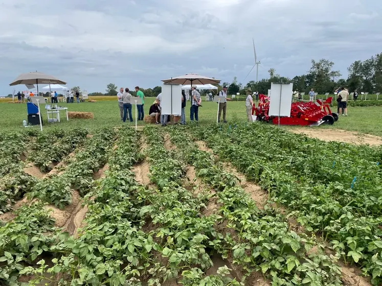 <em class="placeholder">Essai de désherbage en pomme de terre sur la plateforme Arvalis de Villers Saint Christophe dans l'Aisne, 30 juin 2026</em>
