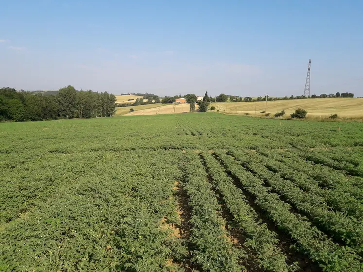 <em class="placeholder">Champ de pois chive</em>