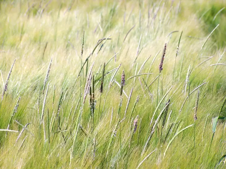 <em class="placeholder">Mauvaises herbes des cultures. GraminÃ©es adventices. Vulpin des champs (Alopecurus myosuroides) dans une parcelle d'orge d'hiver .</em>