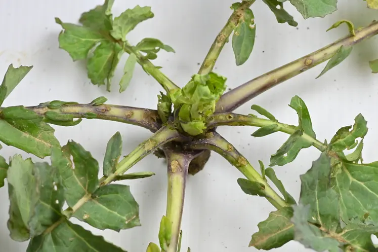 <em class="placeholder">La présence de larves d'altise peut se voir au travers de marques sur les plantes, comme des trous sur les pétioles.</em>