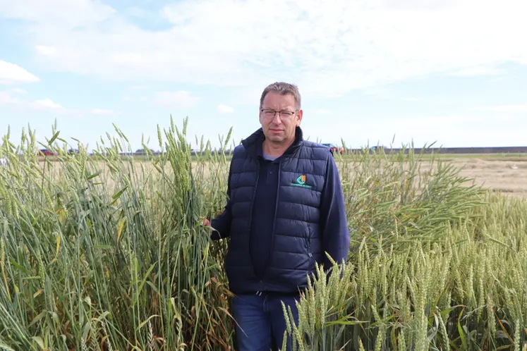 <em class="placeholder">Vincent Marque, responsable agronomique de la coopérative de Creully (Calvados)"Dans le mélange de variétés de blé que nous proposons, toutes les variétés sont ...</em>