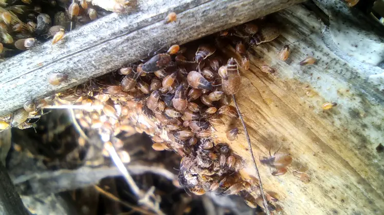<em class="placeholder">Les punaises aptères se déplacent en masse et affaiblissent les jeunes colza qu'elles trouvent en  prélevant de la sève. Les jeunes plants flétrissent et se dessèchent.</em>