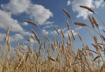 Le rendement moyen du blé tendre bio se situe autour de 25 q/ha en 2020.