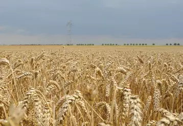 Parcelle de blé à la moisson (Eure-et-Loir)