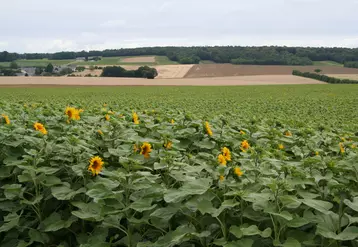 champ de tournesol en floraison