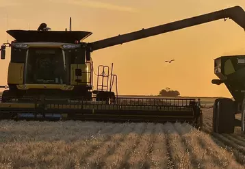 L'Argentine est redevenue un acteur majeur de l'exportation de blé ces dernières années, soulevant la question d'une arrivée d'un blé OGM dans les échanges internationaux dès 2022.