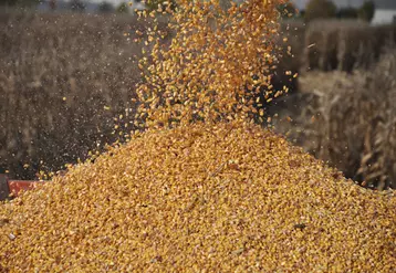 Grâce à des rendements records, la production française de maïs pourrait se hisser à 15,5 millions de tonnes contre 13,5 Mt il y a un an, malgré le repli de 10 % des surfaces.