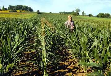 Un tiers des producteurs envisage de réduire ou d'arrêter la production de maïs semences.