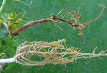 L'aphanomyces touche le système racinaire du pois et peut provoquer une destruction totale de la plante. © Terres Inovia