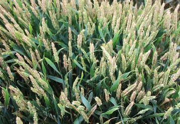 L'année 2016 a été particulièrement forte en termes d'infestation des épis de blé par les fusarioses. La qualité sanitaire des grains s'en est ressentie. © C. Gloria