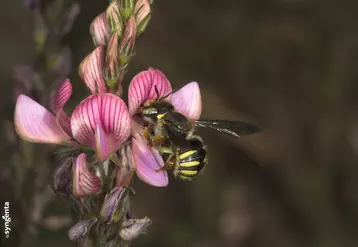 Un millier d'espèces d'abeilles sauvages existent en France. © Syngenta