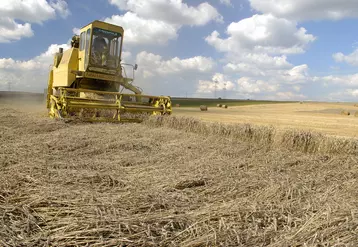 Les moyennes de rendements des blés et des orges n'augmentent plus depuis deux décennies en France. © S. Leitenberger
