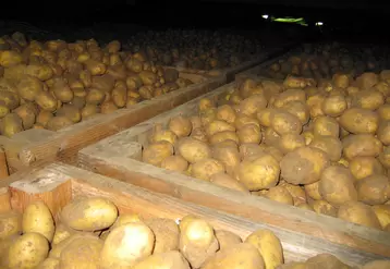 Seuls les bâtiments vides de pommes de terre peuvent être nettoyés et désinfectés pour se mettre en règle avec les limites de résidus imposées suite à l'interdiction du CIPC. © DR