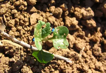 Les altises ont moins d'impact sur les colzas si les plants sont robustes et en croissance active. © Terres Inovia
