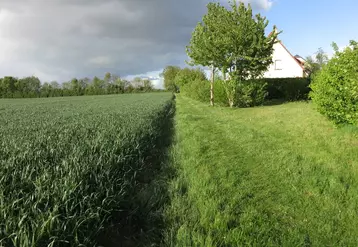 Avec les règles actuelles, les ZNT posent la question de l'entretien et du salissement des bords de champs. © M.-A. Carré