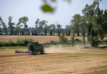 Les surfaces de blé dur bio peinent à décoller en France, en raison de contraintes techniques et de la concurrence du blé tendre. © Alpina Savoie